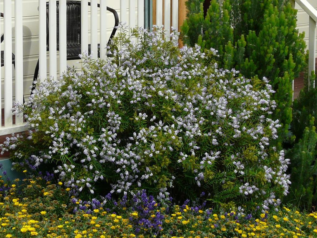 Avoca Cottages VICTORIA Esterno foto