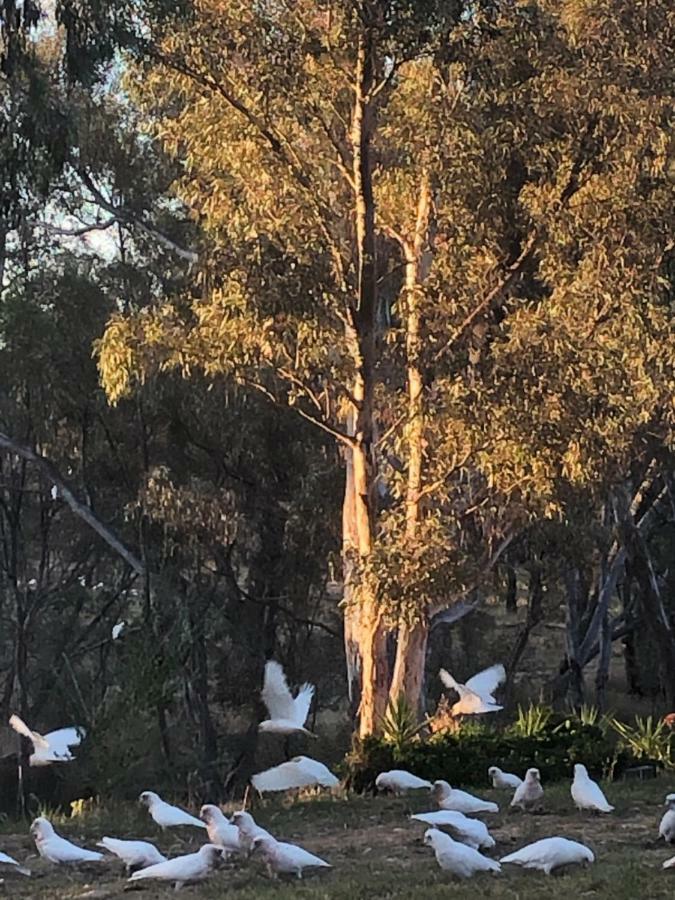 Avoca Cottages VICTORIA Esterno foto